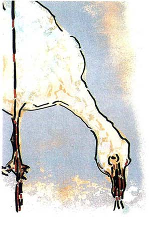 L’Oie du Nord