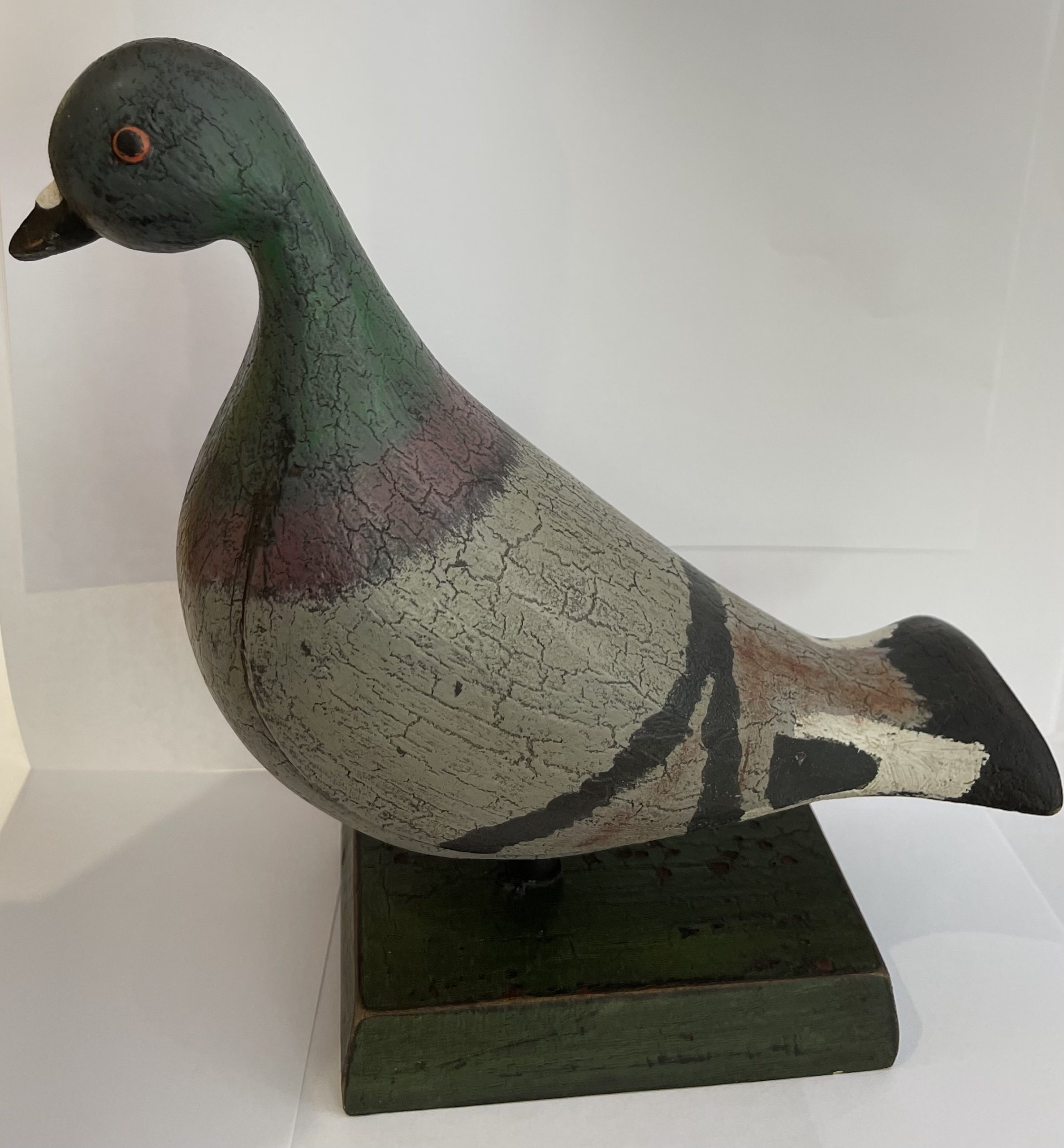Pigeon