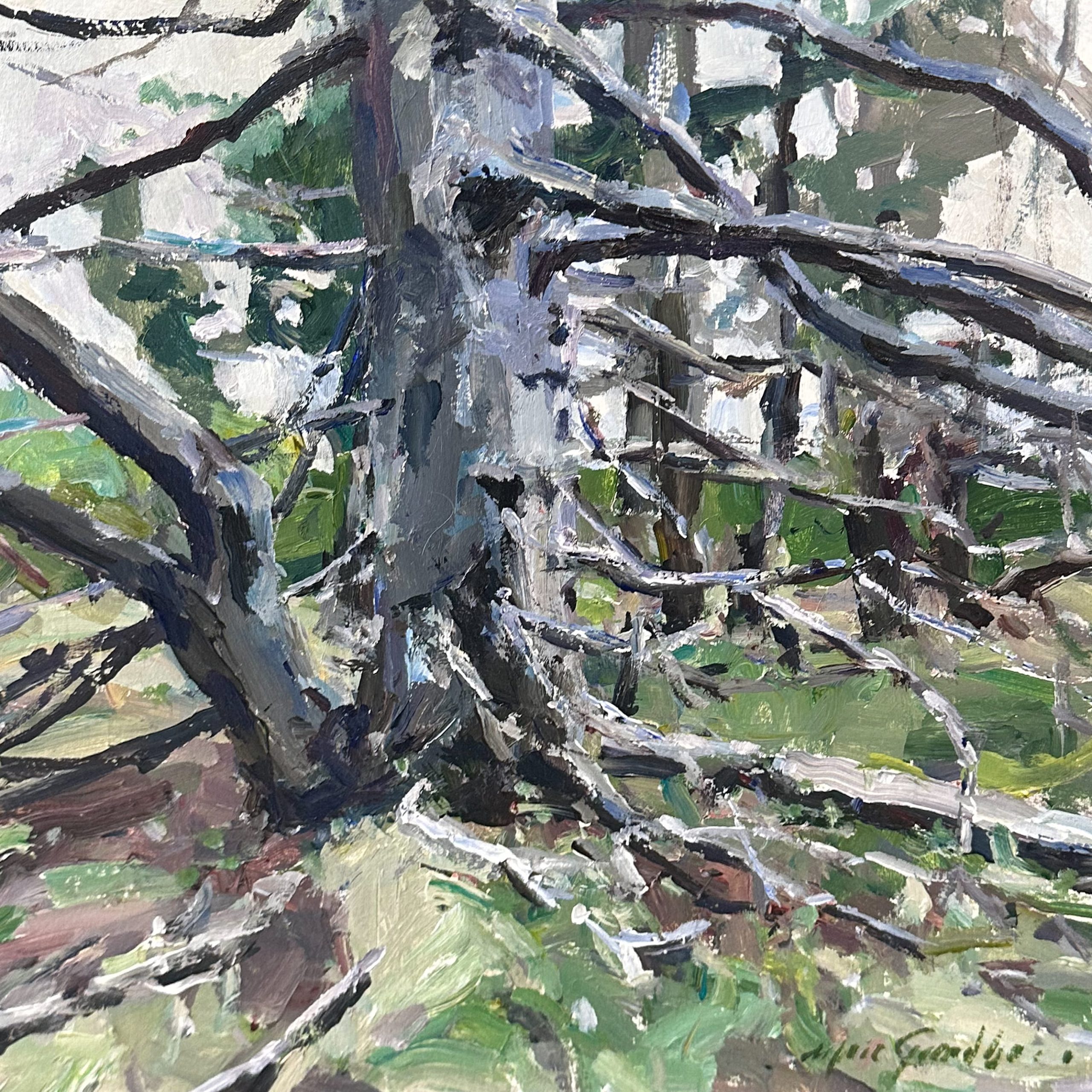Le vieux sapin